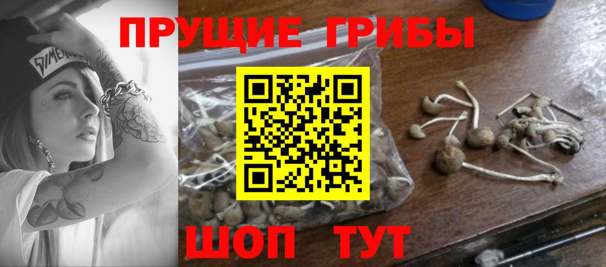 Псилоцибиновые грибы GOLDEN TEACHER Наро-Фоминск